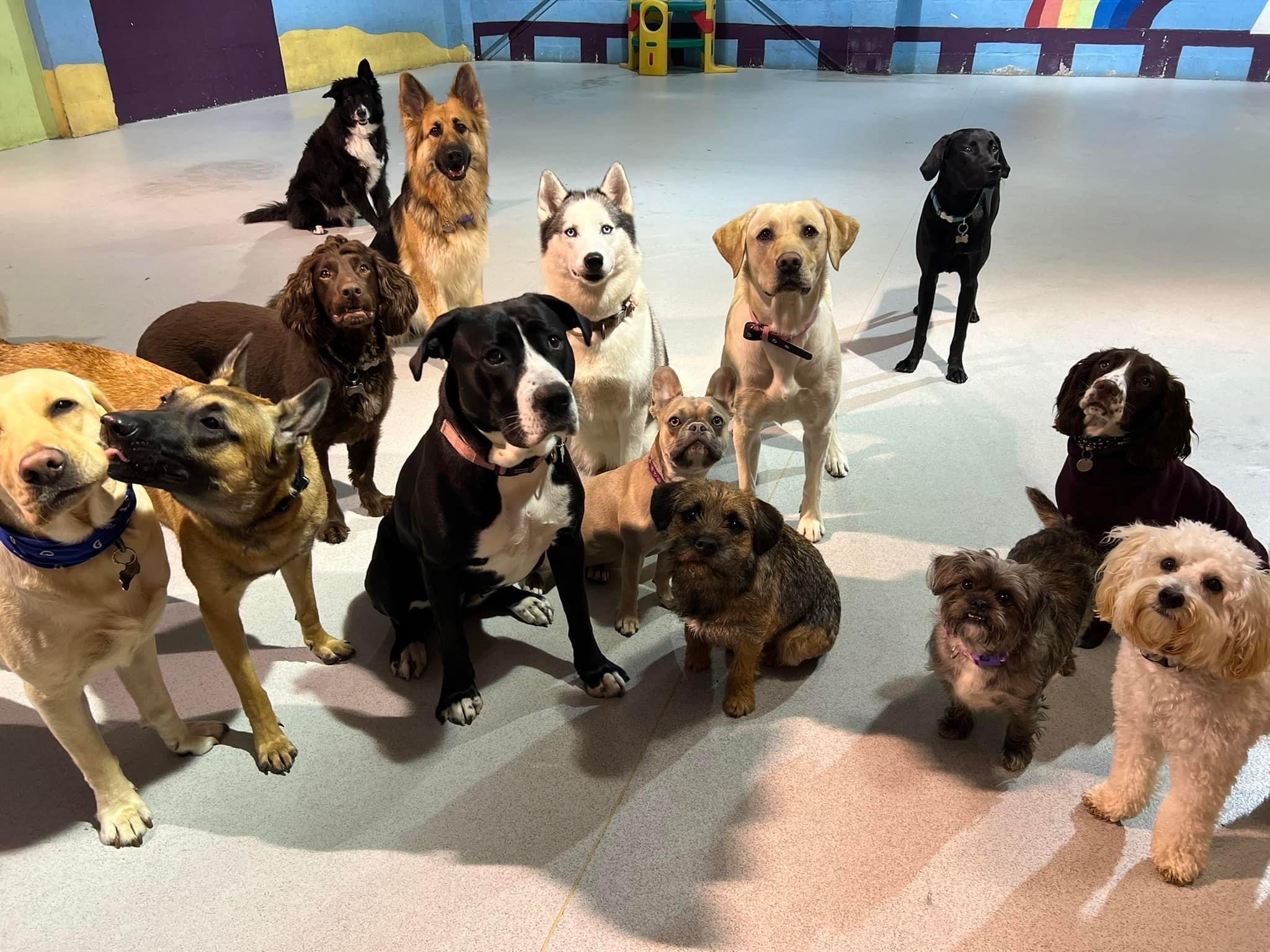 Affordable doggy daycare near 2024 me